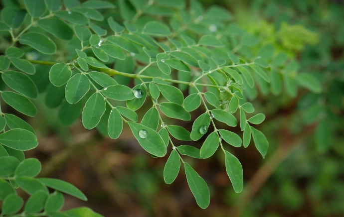a close up of a leafy plant with drops of water on it